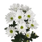 Анастасия Белая Фото