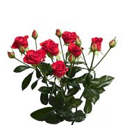 Анастасия Белая Фото